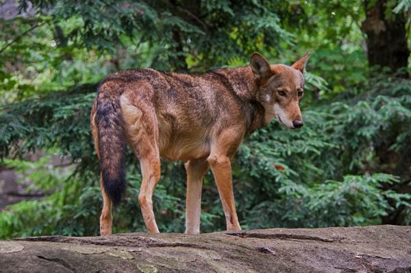 Tipos de lobos - Lobo rojo (Canis rufus)
