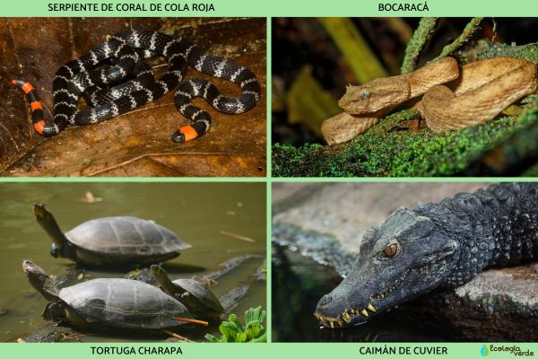 Reptiles de Colombia -  Otros reptiles de Colombia