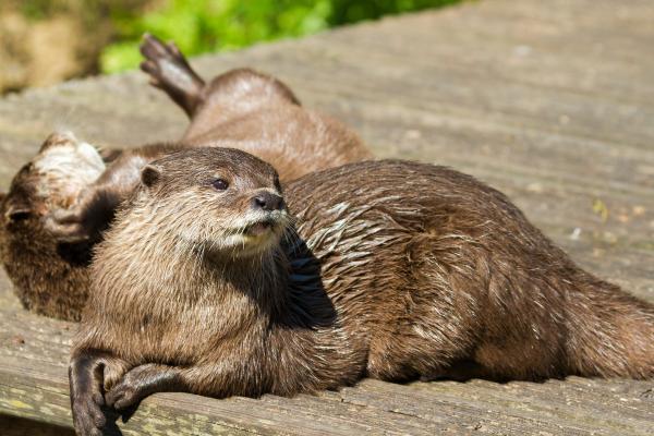 Tipos de nutrias - Nutria europea (Lutra lutra)