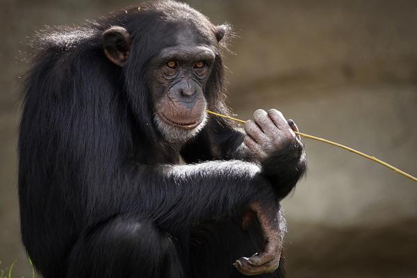 Por qué el chimpancé está en peligro de extinción - Causas de que el chimpancé esté en peligro de extinción 