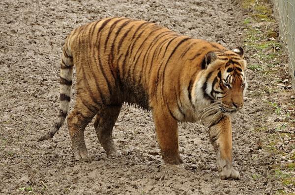 老虎的种类 - 马来虎