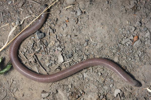 阿根廷的爬行动物 - 盲蝰蛇