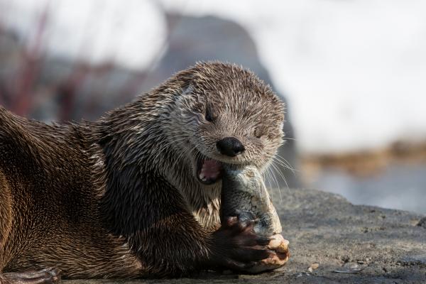Tipos de nutrias - Nutria neártica (Lontra canadensis)