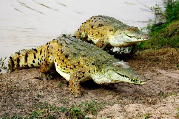 Reptiles de Colombia - Caimán llanero
