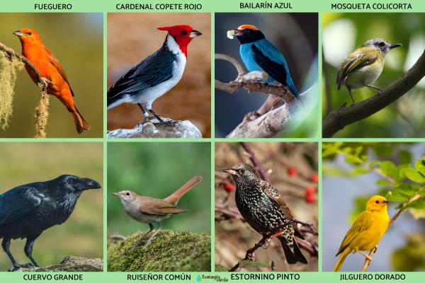 雀形目鸟类：它们是什么以及它们的例子 - 雀形目鸟类的例子