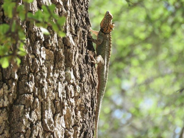 阿根廷的爬行动物 - 克布拉查蜥蜴