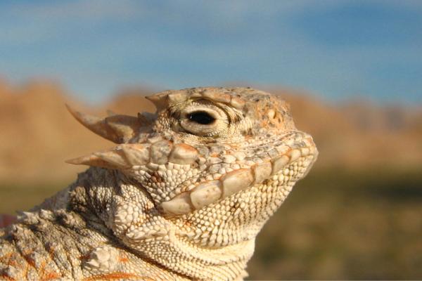 墨西哥爬行动物 - 沙漠角蜥（Phrynosoma platyrhinos）