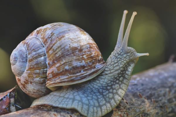 陆地蜗牛：它们是什么、特征和类型 - 什么是陆地蜗牛？