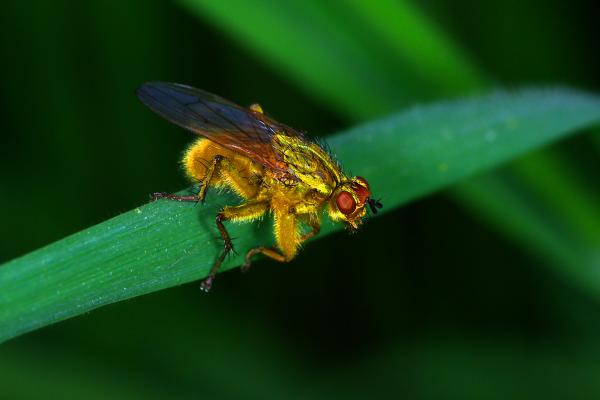 Tipos de moscas - Mosca amarilla del estiércol (Scatophaga stercoraria)