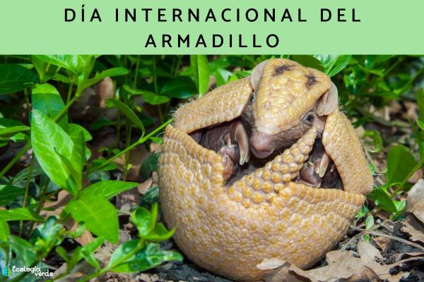 Por qué el armadillo está en peligro de extinción - Día Internacional del Armadillo
