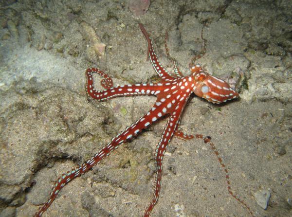 Tipos de pulpos - Pulpo patudo (Octopus macropus)