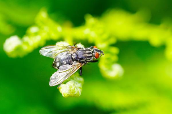 Tipos de moscas - Moscarda de la carne (Sarcophaga carnaria)