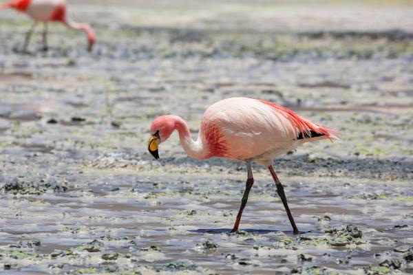 Tipos de flamencos - Parina chica o flamenco de James (Phoenicoparrus jamesi)