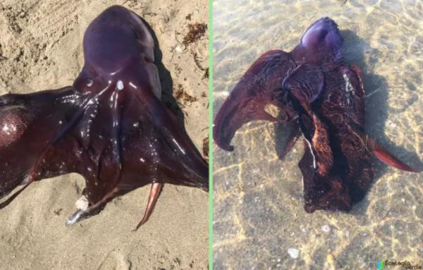 Tipos de pulpos - Pulpo manta púrpura (Tremoctopus violaceus)