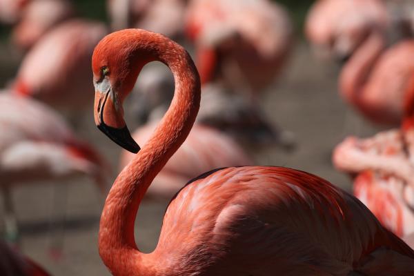 Tipos de flamencos - Flamenco del Caribe (Phoenicopterus ruber)