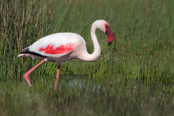 Tipos de flamencos - Flamenco enano (Phoenicopterus minor)