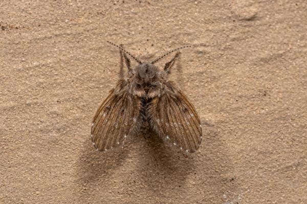 Tipos de moscas - Mosca polilla común (Clogmia albipunctata)