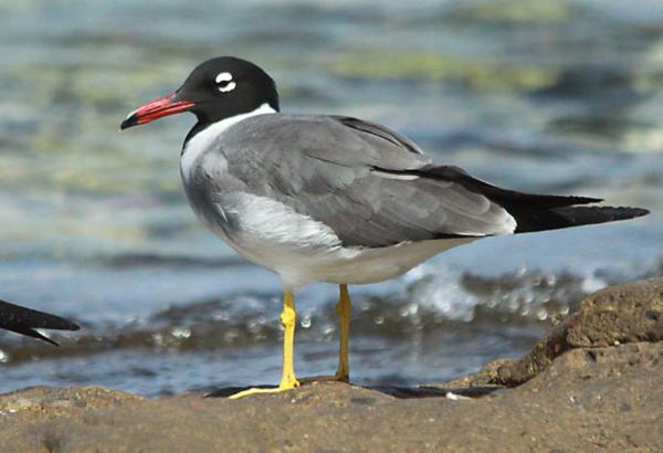 Types of gulls - White-eyed gull (Larus leucophthalmus)