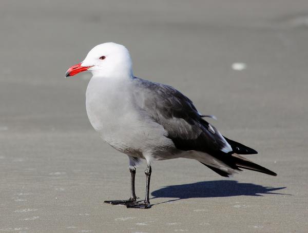 Types of gulls - Mexican gull (Larus heermanni)