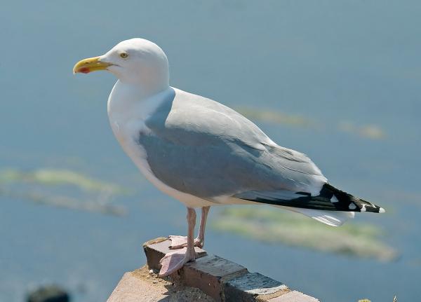 Types of gulls - Herring gull (Larus argentatus)