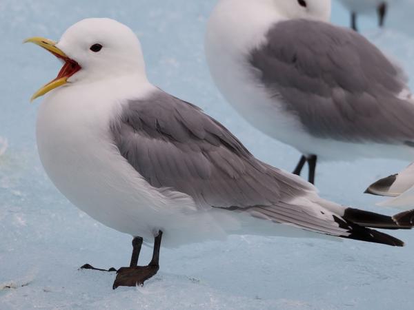 Types of gulls - Kittiwake (Rissa tridactyla)