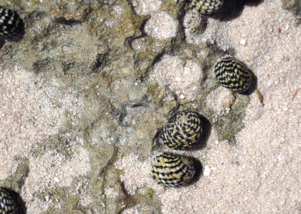 海螺种类 - 板岩螺