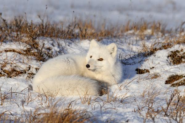 Tipos de zorros - Zorro ártico (Vulpes lagopus)