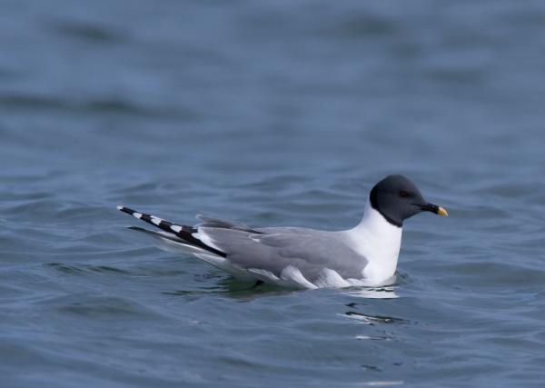 Types of gulls - Sabine's gull (Xema sabini)
