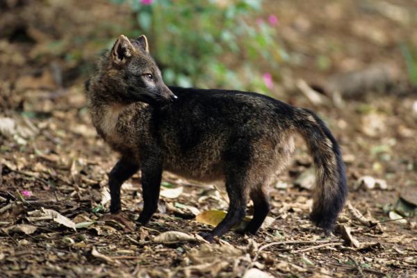 Tipos de zorros - Zorro cangrejero (Cerdocyon thous)