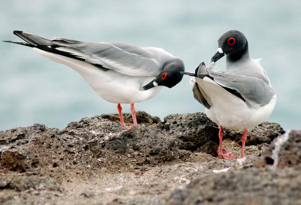 Types of gulls - Swallow-tailed gull (Creagrus furcatus)