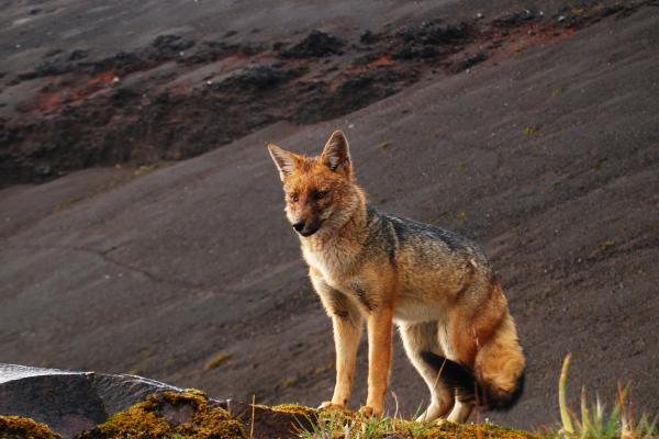 Tipos de zorros - Zorro culpeo (Lycalopex culpaeus)