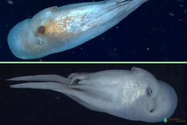 有毒章鱼——七臂章鱼（Haliphron atlanticus）
