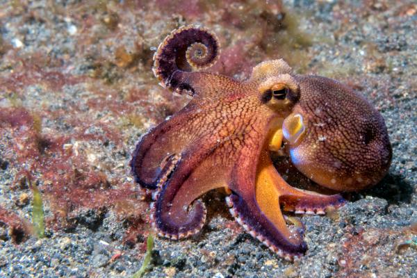 Pulpos venenosos - Pulpo del coco (Amphioctopus marginatus)