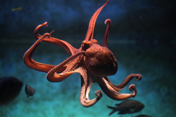 Pulpos venenosos - Pulpo común (Octopus vulgaris) 