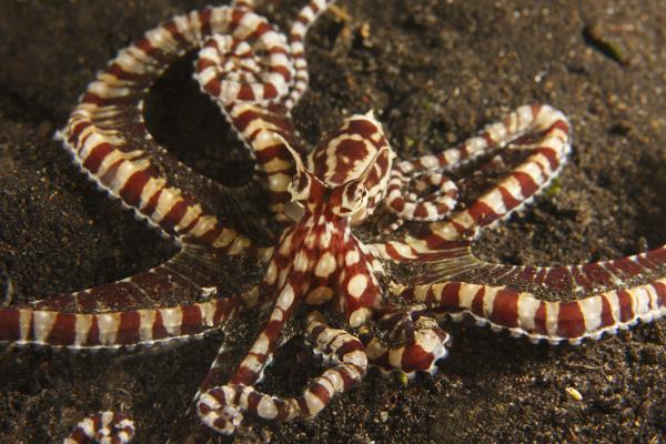 Pulpos venenosos - Pulpo imitador (Thaumoctopus mimicus)