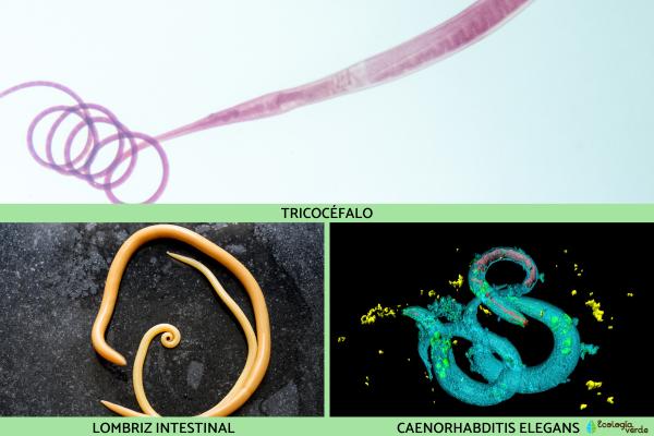 Tipos de gusanos - Los nematodos 