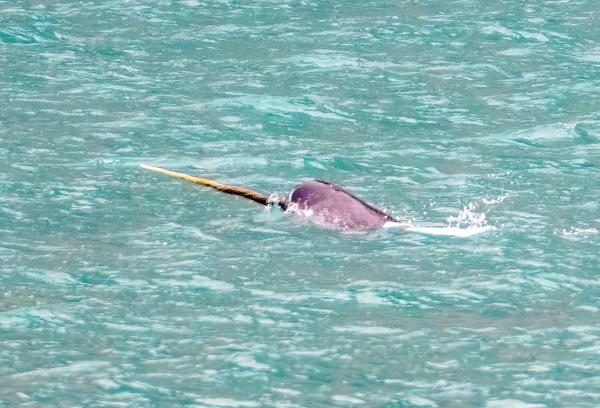 独角鲸百科：特征、分布、习性、食物与保护现状全解析