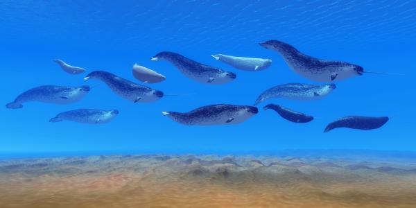 Narval: características, dónde vive y qué come - Reproducción del narval