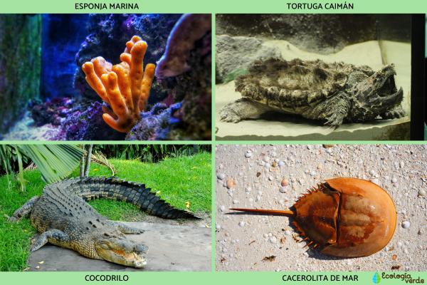 Animales prehistóricos: ejemplos de especies extintas y vivas - Animales prehistóricos que aún viven 