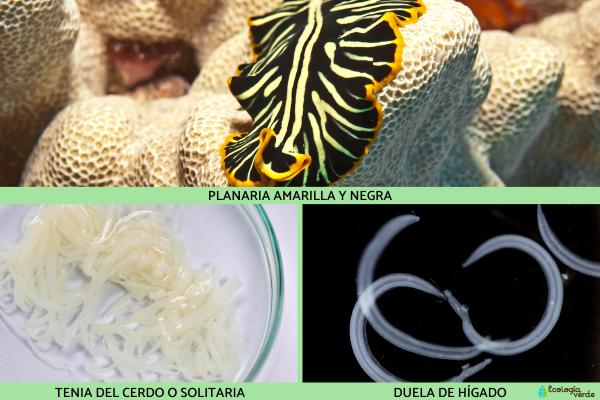 Tipos de gusanos - Los platelmintos 