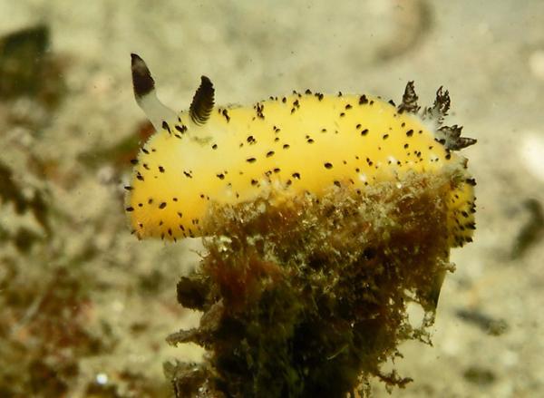 Conejo de mar: qué es, características y reproducción - Dónde vive el conejo de mar