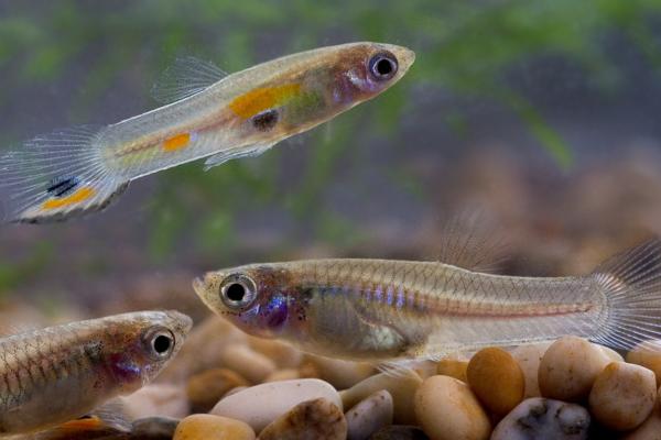 Peces vivíparos: ejemplos y características