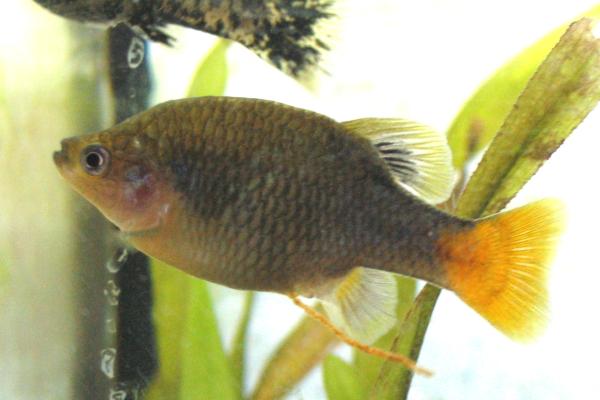 胎生鱼：示例和特征 - Xenotoca eiseni (Xenotoca eiseni)