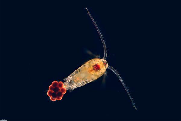桡足类动物（Copepoda）：是什么、分类、特征与生态意义