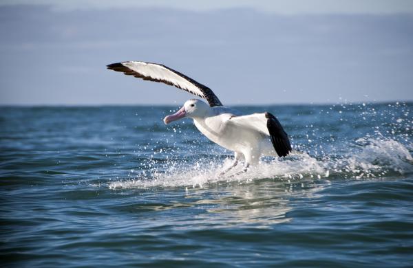 Albatros viajero: características, dónde se encuentra y alimentación - Dónde se encuentra el albatros viajero