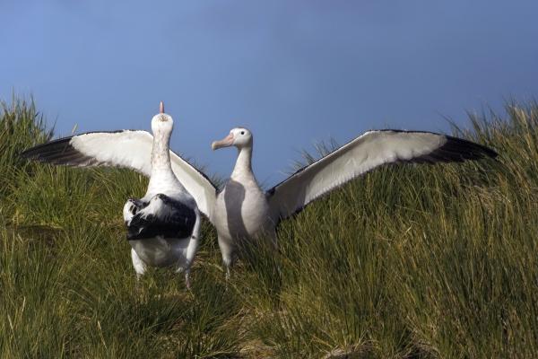 Albatros viajero: características, dónde se encuentra y alimentación - Características del albatros viajeros