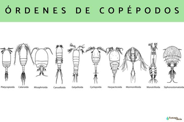 Copépodos: qué son y especies - Tipos de copépodos 