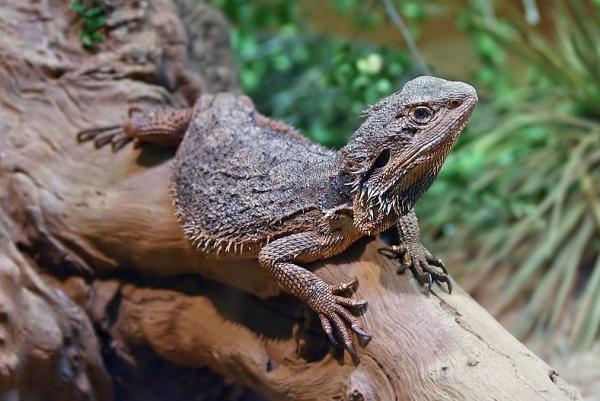 Dragón barbudo o pogona: características, hábitat y qué come - Hábitat del dragón barbudo