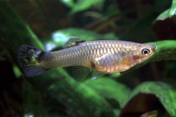 Peces vivíparos: ejemplos y características - Guppy (Poecilia reticulata)