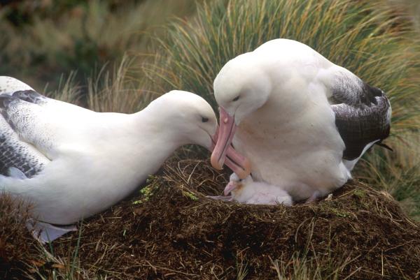 Albatros viajero: características, dónde se encuentra y alimentación - Reproducción del albatros viajero